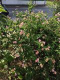 Lantana camara
