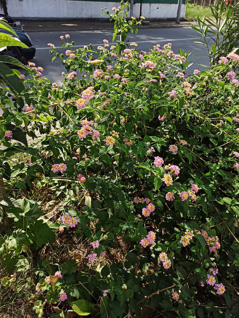 Изображение особи Lantana camara.