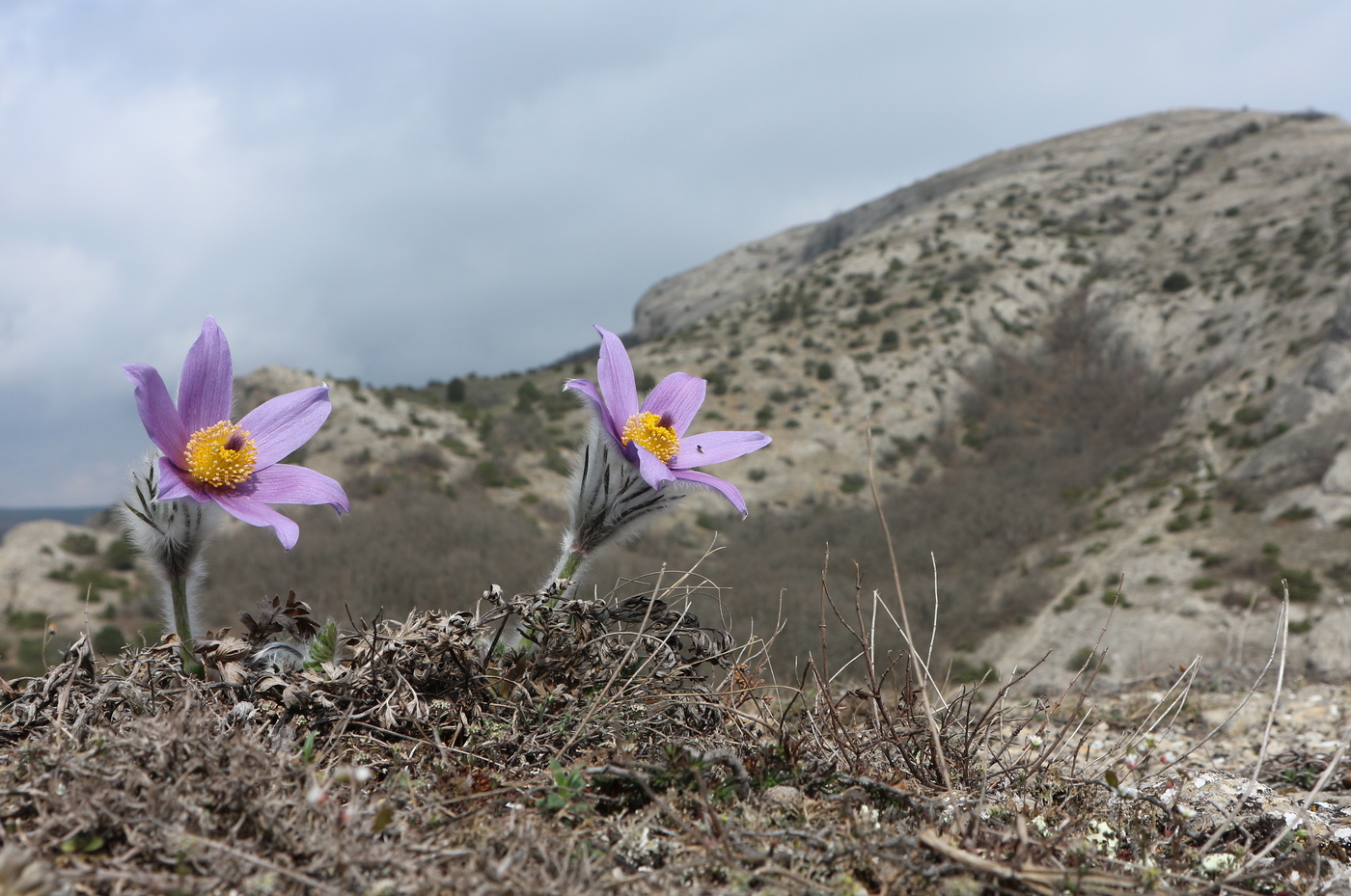 Image of Pulsatilla taurica specimen.