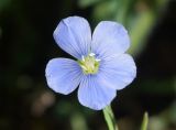 Linum humile