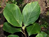 Magnolia &times; soulangeana