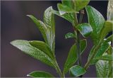 genus Salix