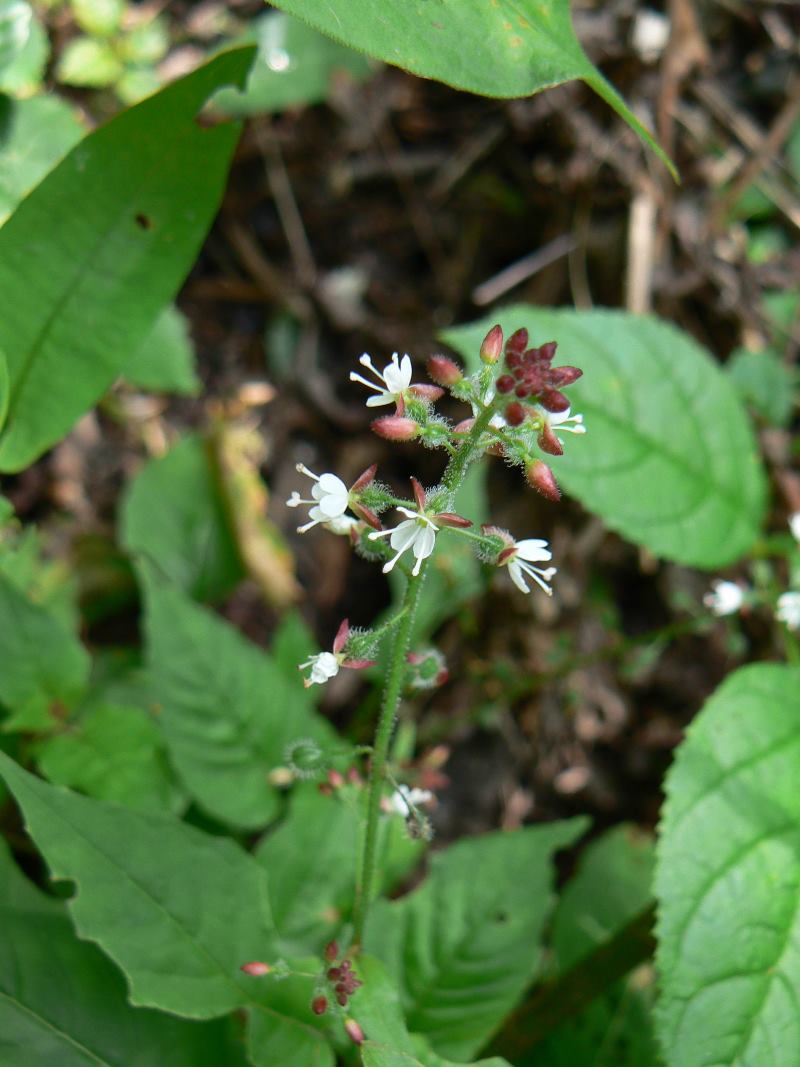 Image of genus Circaea specimen.
