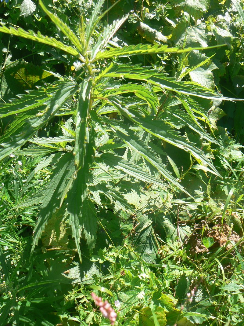 Image of Urtica angustifolia specimen.