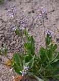Chorispora tenella