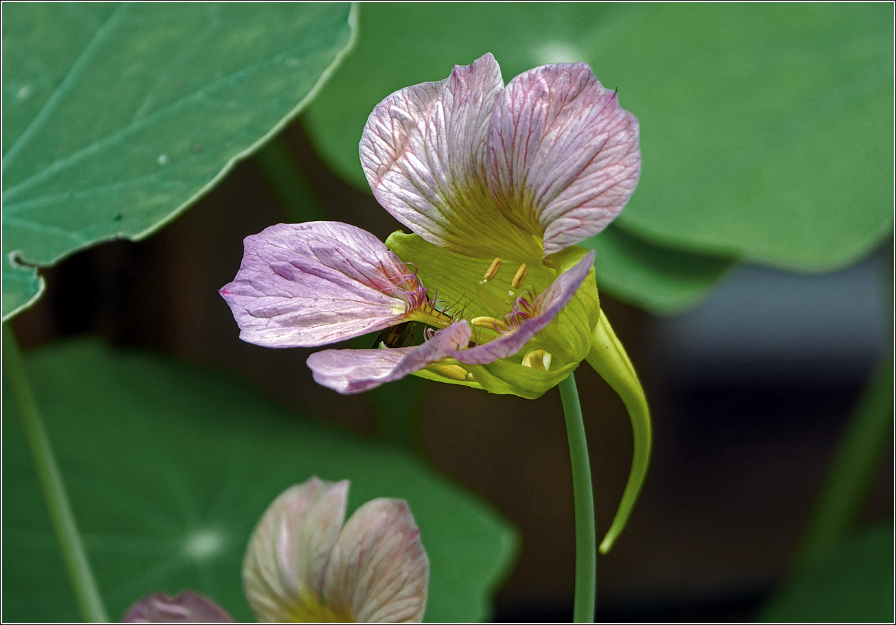 Image of Tropaeolum majus specimen.