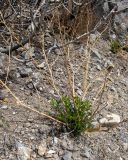 Zygophyllum fabago. Вегетирующее растение с засохшими прошлогодними генеративными побегами. Крым, окр. г. Судак, ур. Алчак-Кая, каменистый осыпающийся склон. 10.04.2025.