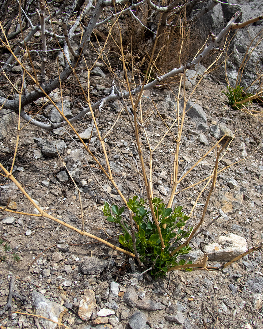 Изображение особи Zygophyllum fabago.