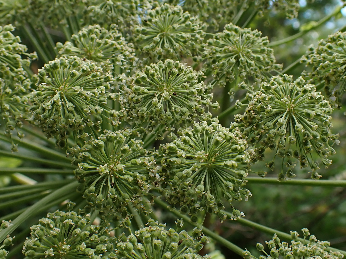 Image of Angelica dahurica specimen.