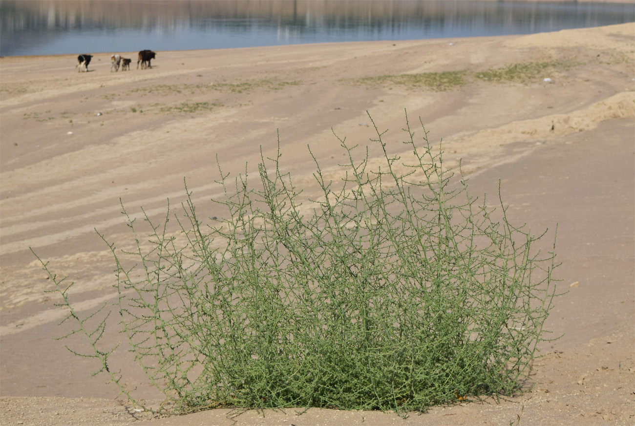 Изображение особи Salsola tragus.
