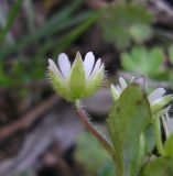 Stellaria media