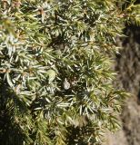 genus Juniperus. Часть ветви с незрелой шишкоягодой. Турция, ил Ван, р-н Битлис, кальдера Немрут, СВ берег оз. Немрут, опушка леса. 21 мая 2025 г.
