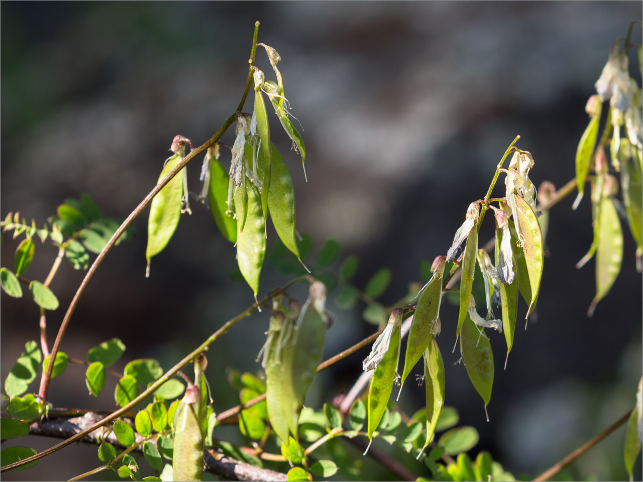 Изображение особи Vicia sylvatica.