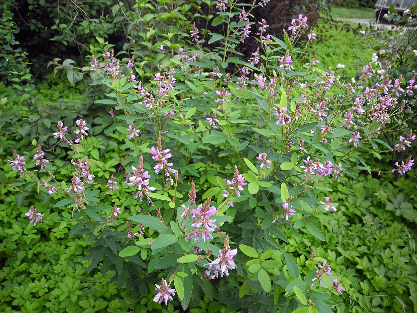 Image of Desmodium canadense specimen.