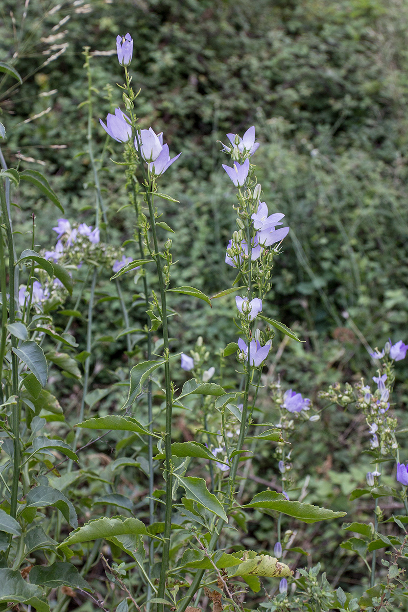 Изображение особи род Campanula.