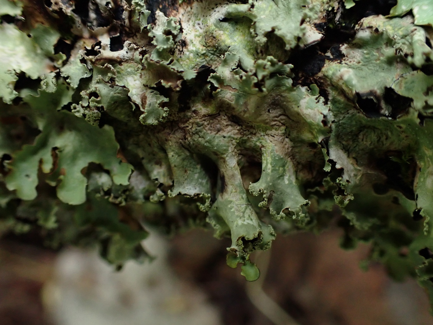 Изображение особи Parmotrema perlatum.