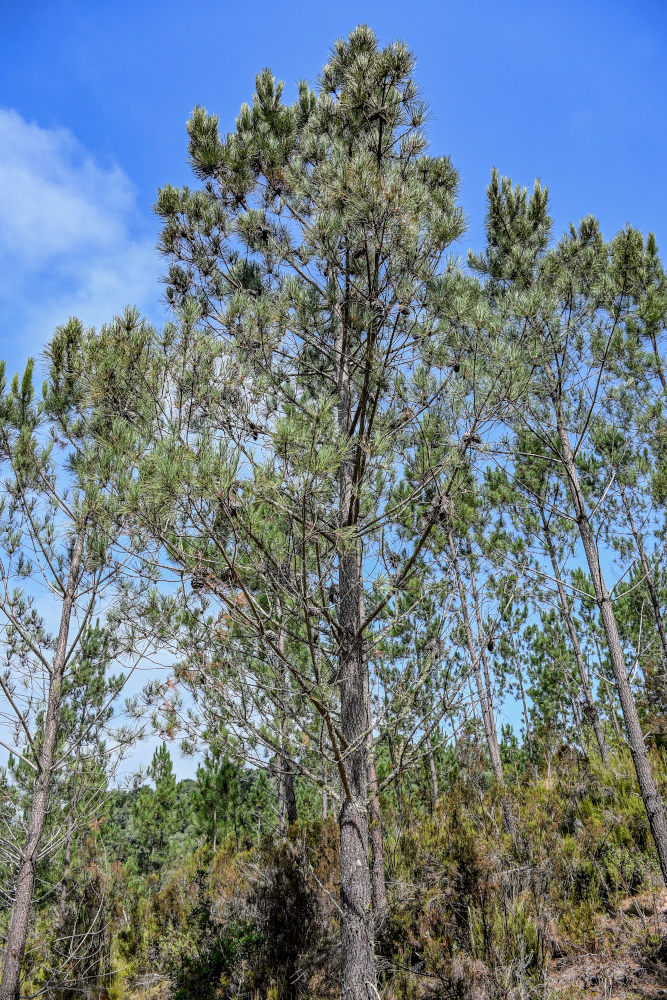 Image of Pinus pinaster specimen.