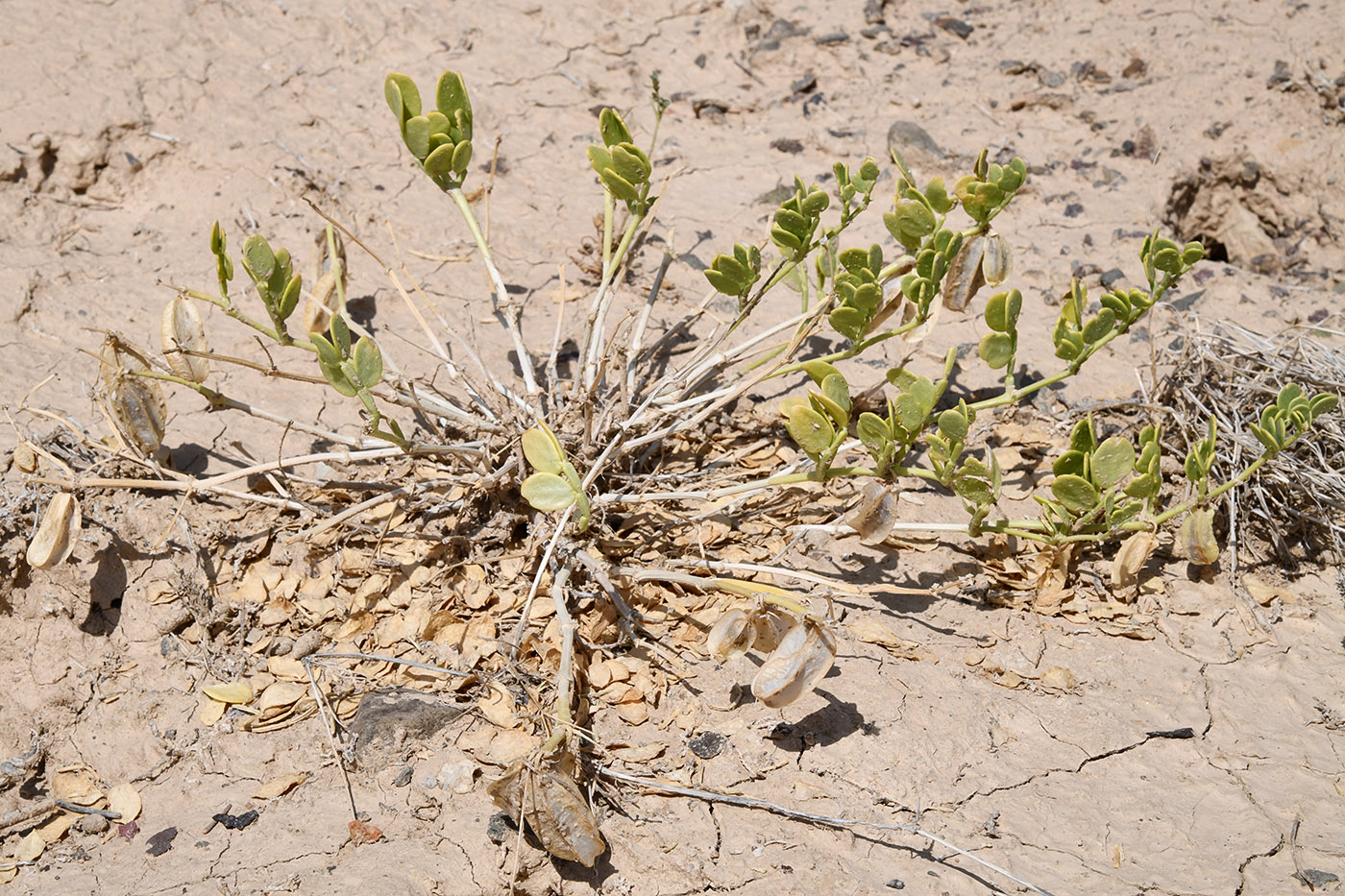Image of Zygophyllum lehmannianum specimen.
