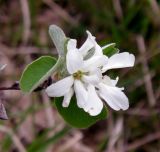 Amelanchier ovalis