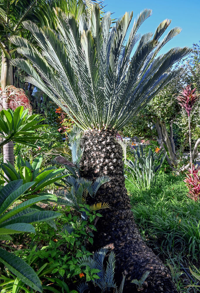 Изображение особи Encephalartos lehmannii.