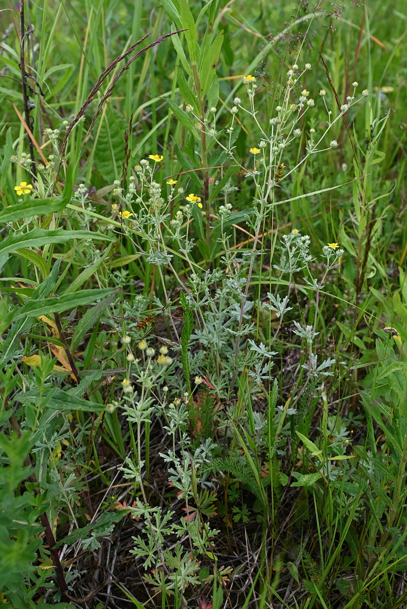 Изображение особи Potentilla argentea.