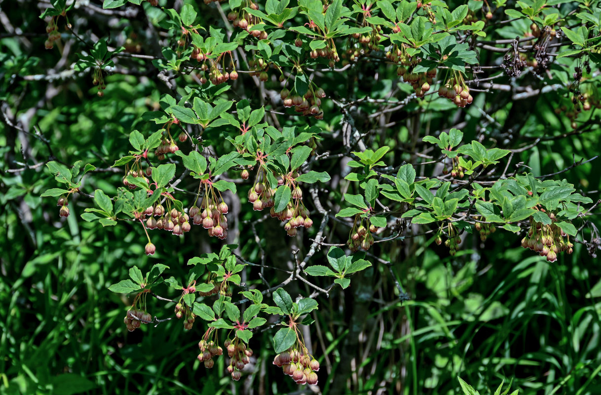 Изображение особи Enkianthus chinensis.