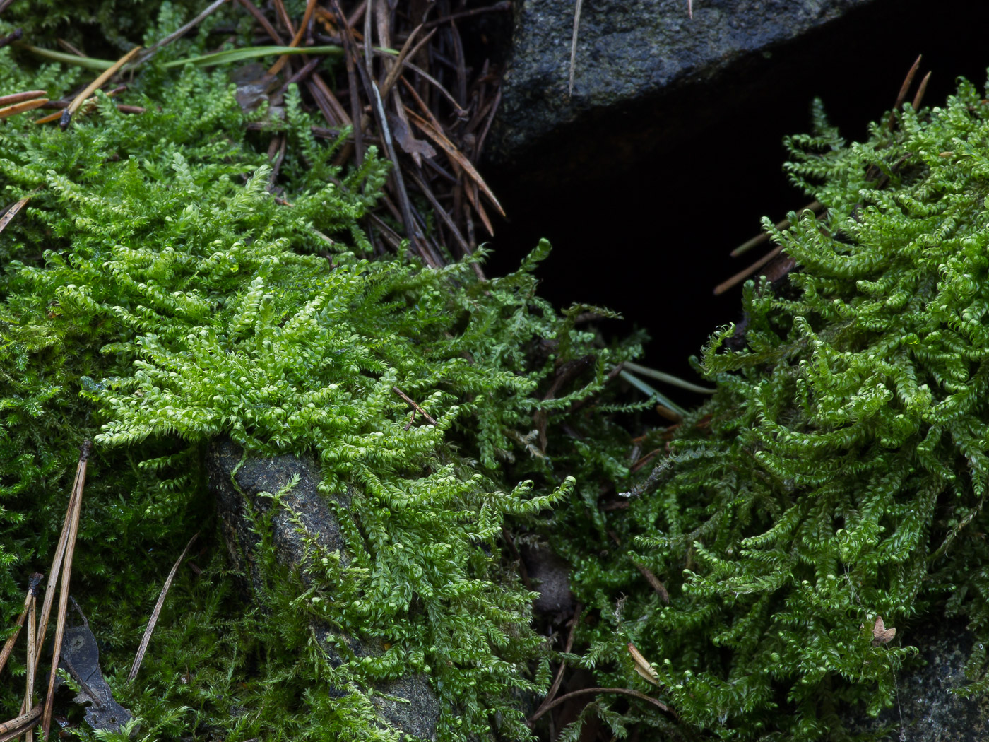 Изображение особи Calliergonella lindbergii.