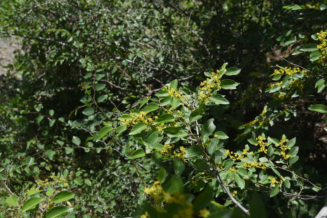 Image of Unknown species specimen.