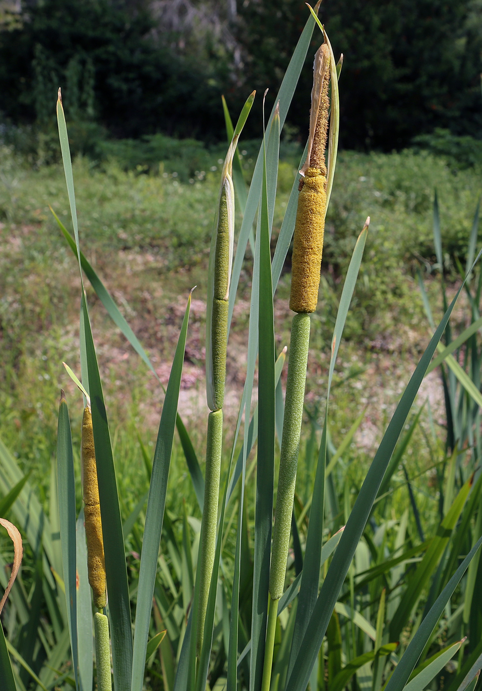 Изображение особи род Typha.