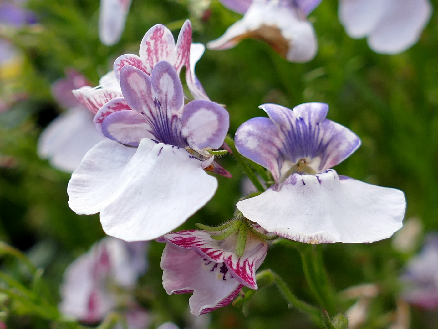 Изображение особи Nemesia strumosa.