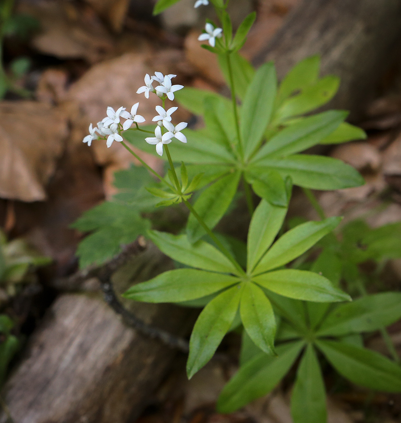 Изображение особи Galium odoratum.