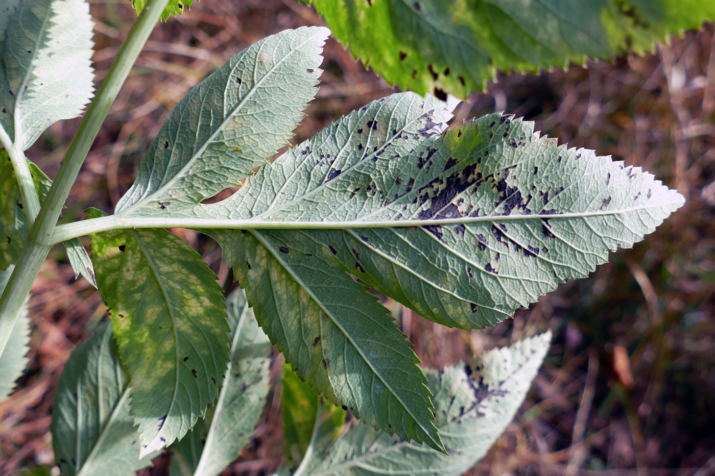 Image of Archangelica officinalis specimen.