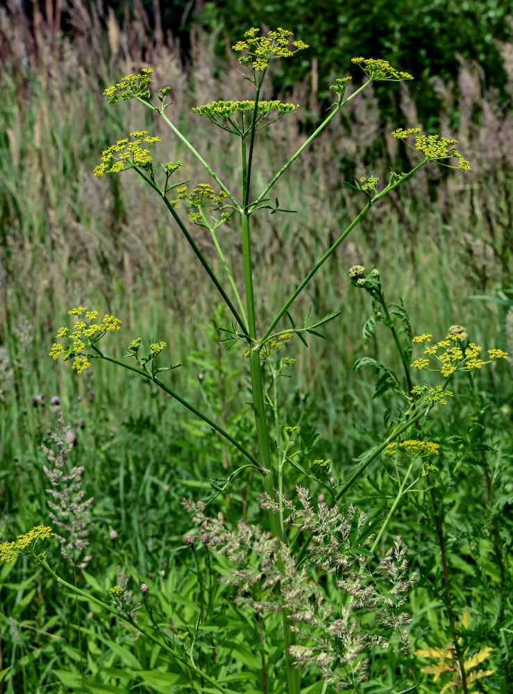 Image of Pastinaca sativa specimen.