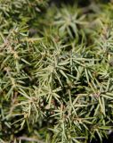 Juniperus oxycedrus. Ветви. Италия, Тоскана, Природный парк Маремма. 12.04.2011.