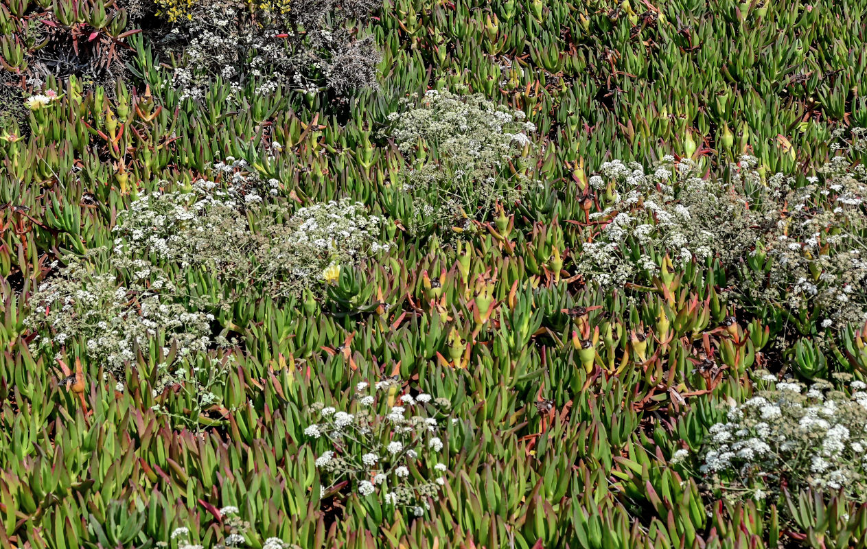 Изображение особи Thapsia gummifera.