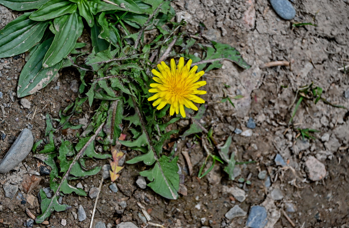 Изображение особи род Taraxacum.