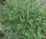 семейство Apiaceae. Основание генеративных побегов и листья. Калмыкия, Черноземельский р-н, Меклетинский государственный природный заказник, обочина дороги. 02.05.2025.