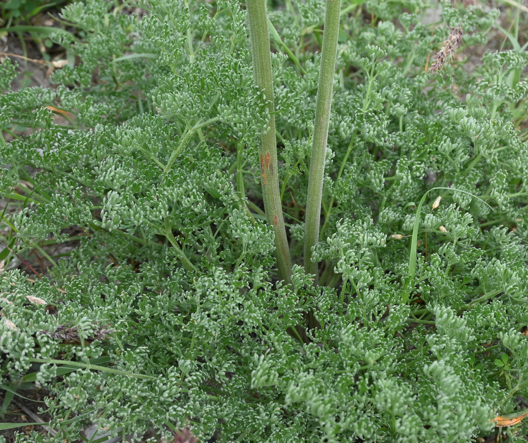 Изображение особи семейство Apiaceae.