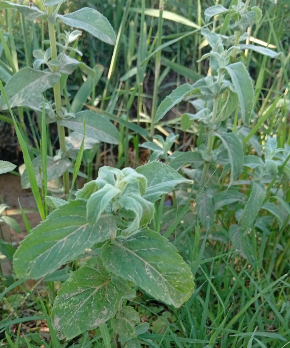 Image of Mentha asiatica specimen.