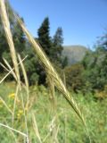 Secale strictum. Соцветие. Болгария, гора Рила, вдоль хр. Бричебор, горный луг. 30 июля 2024 г.
