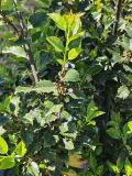 Ilex × meserveae. Побег с незрелыми плодами. Волгоград, Красноармейский р-н. 15.05.2026.