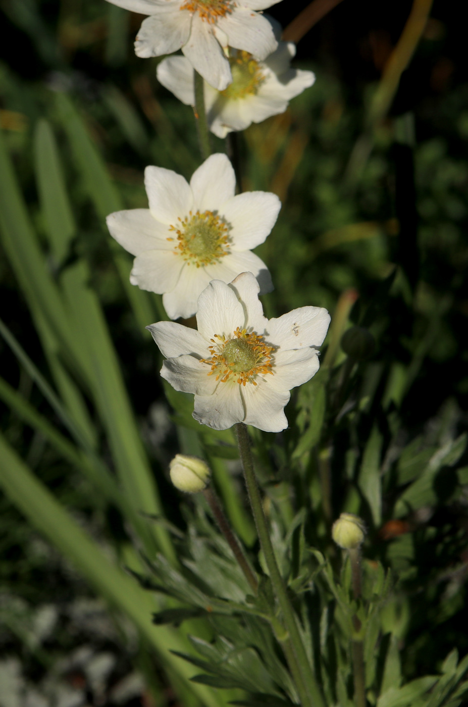 Image of Anemone lithophila specimen.