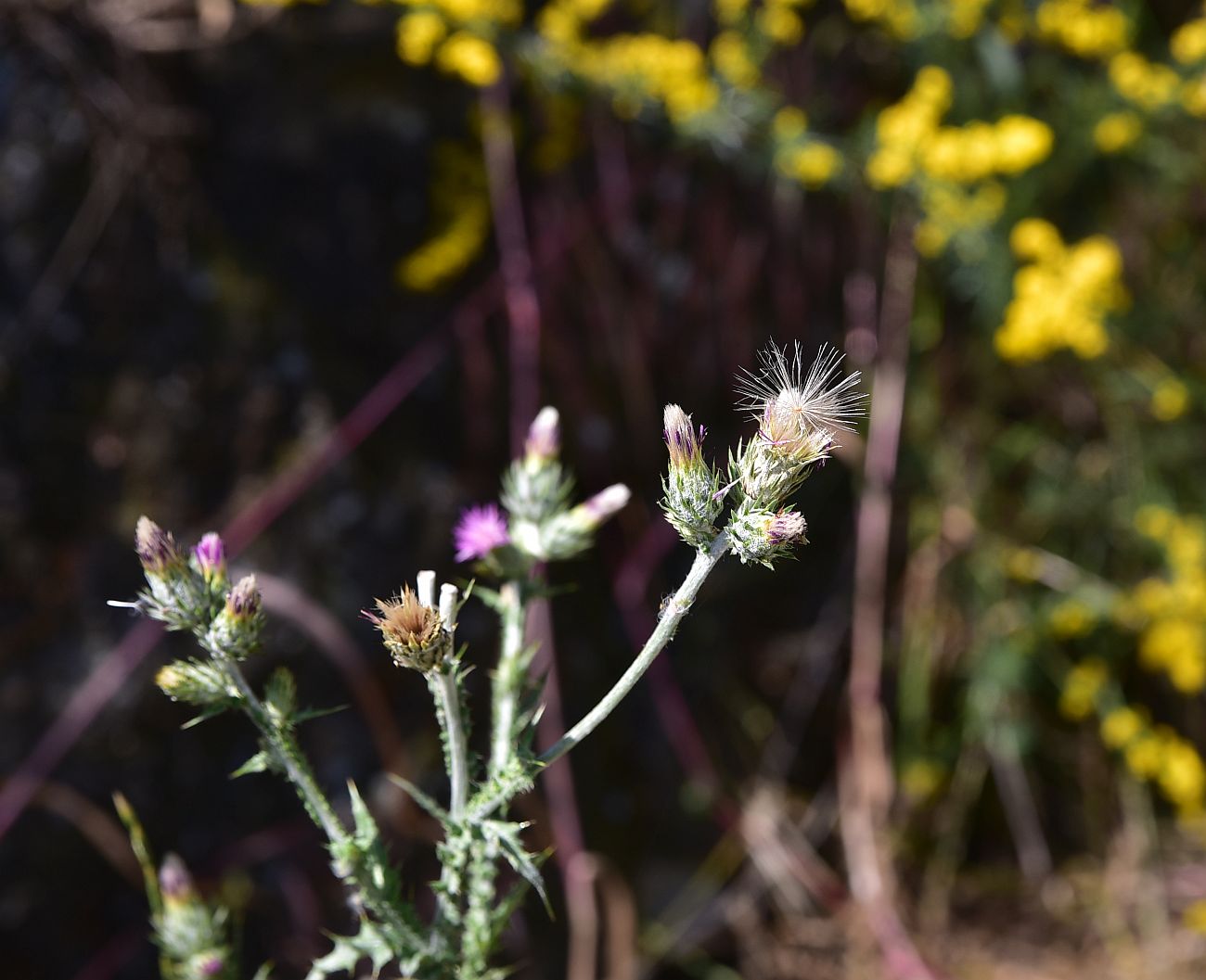Image of Unknown species specimen.