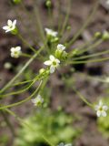 Androsace filiformis. Цветки. Хабаровский край, г. Комсомольск-на-Амуре, обочина грунтовой дороги. 22.05.2026.
