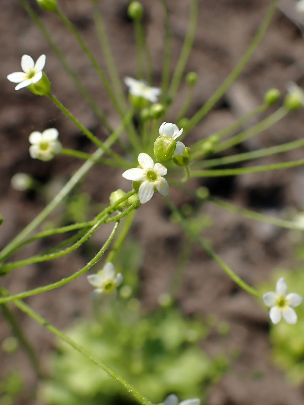 Image of Androsace filiformis specimen.