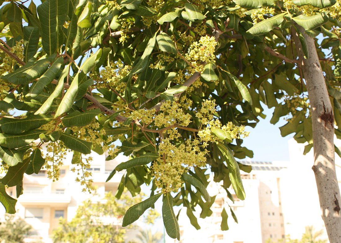 Изображение особи Cupaniopsis anacardioides.