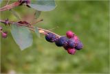 Amelanchier spicata. Соплодие с плодами разной степени спелости. Московская обл., Раменский р-н, окр. дер. Хрипань, садовый участок. 09.07.2026.