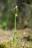 Ophrys insectifera. Цветущее растение. Ленинградская обл., Ломоносовский р-н, окр. пос. Глядино, сырой луг на известняке. 7 июня 2026 г.