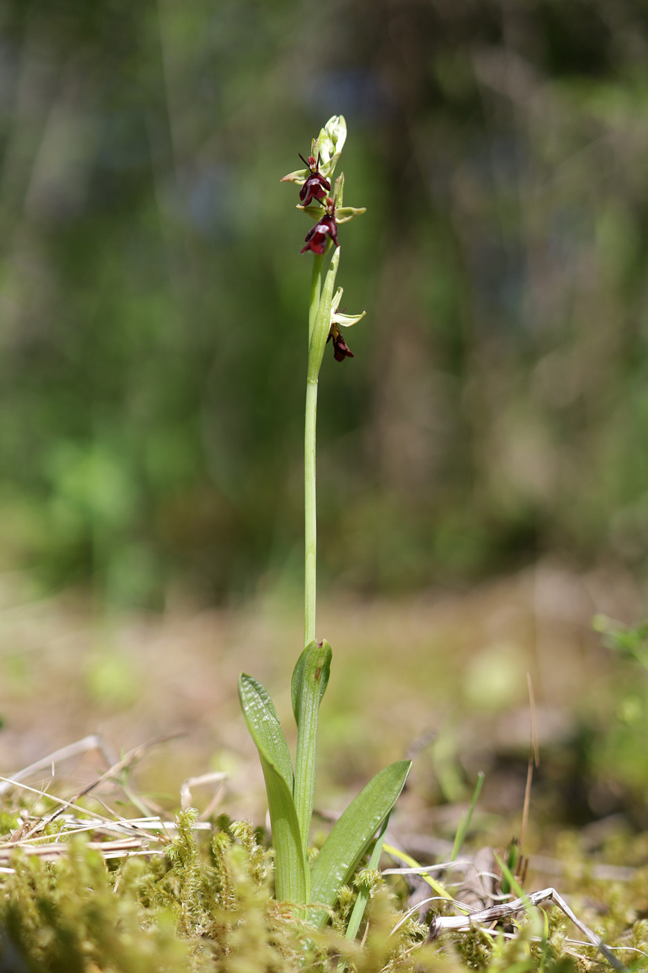 Image of Ophrys insectifera specimen.