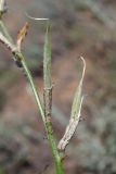 Astragalus pseudotataricus × A. varius